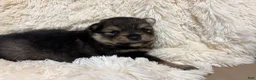 Pomeranian dogs for sale: Pomeranian 2 - Ad 7