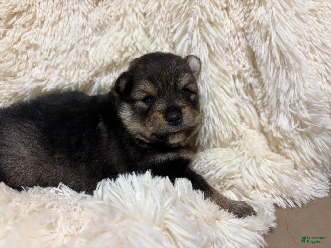 Pomeranian dogs for sale: Pomeranian 2 - Ad 7
