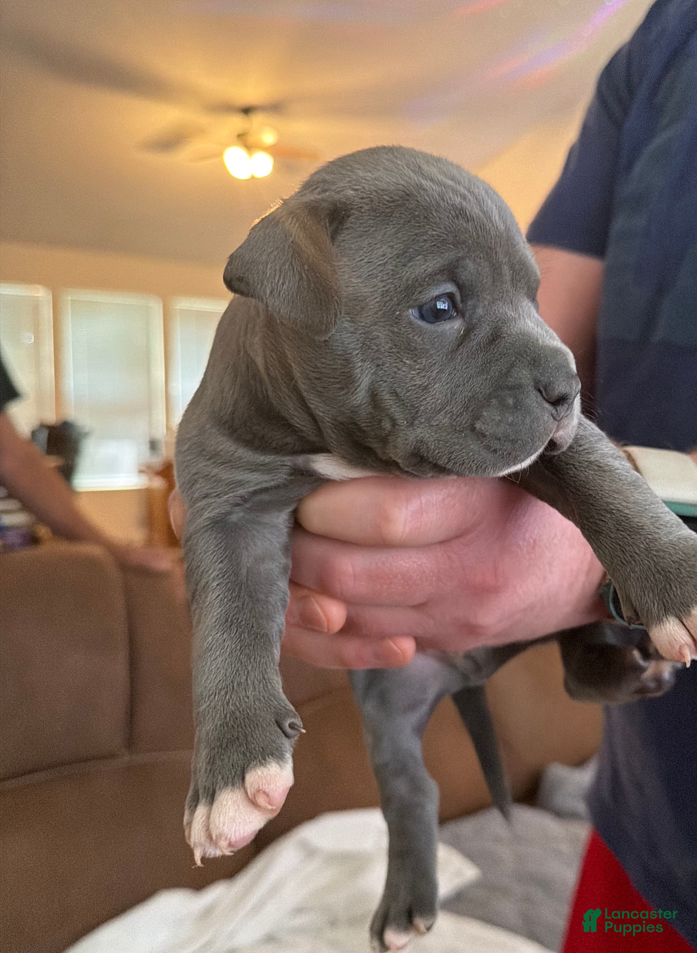 American Bully dogs Spider - Ad 2