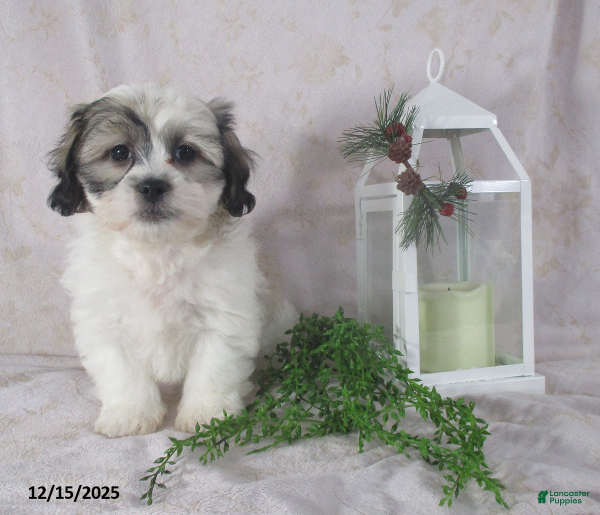 Teddy Bear dogs Iam - Ad 7