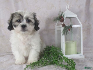 Teddy Bear dogs Iam - Ad 30