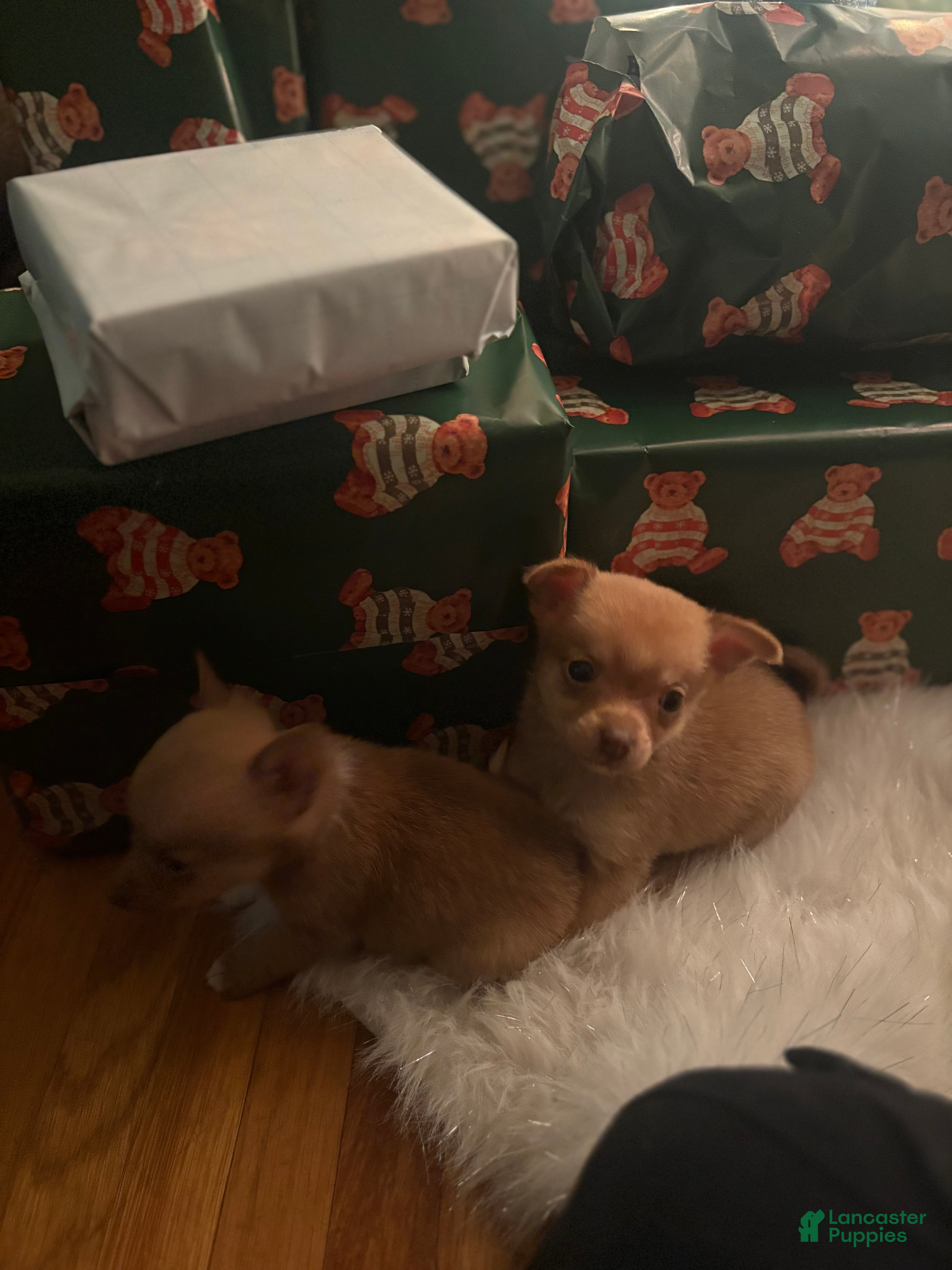 Pomchi dogs Pomchi Puppy 1 (yayo - Ad 10