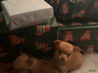Pomchi dogs Pomchi Puppy 1 (yayo - Ad 8