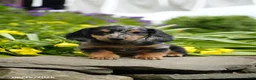 Miniature Dachshund dogs for sale: Splash - Ad 1