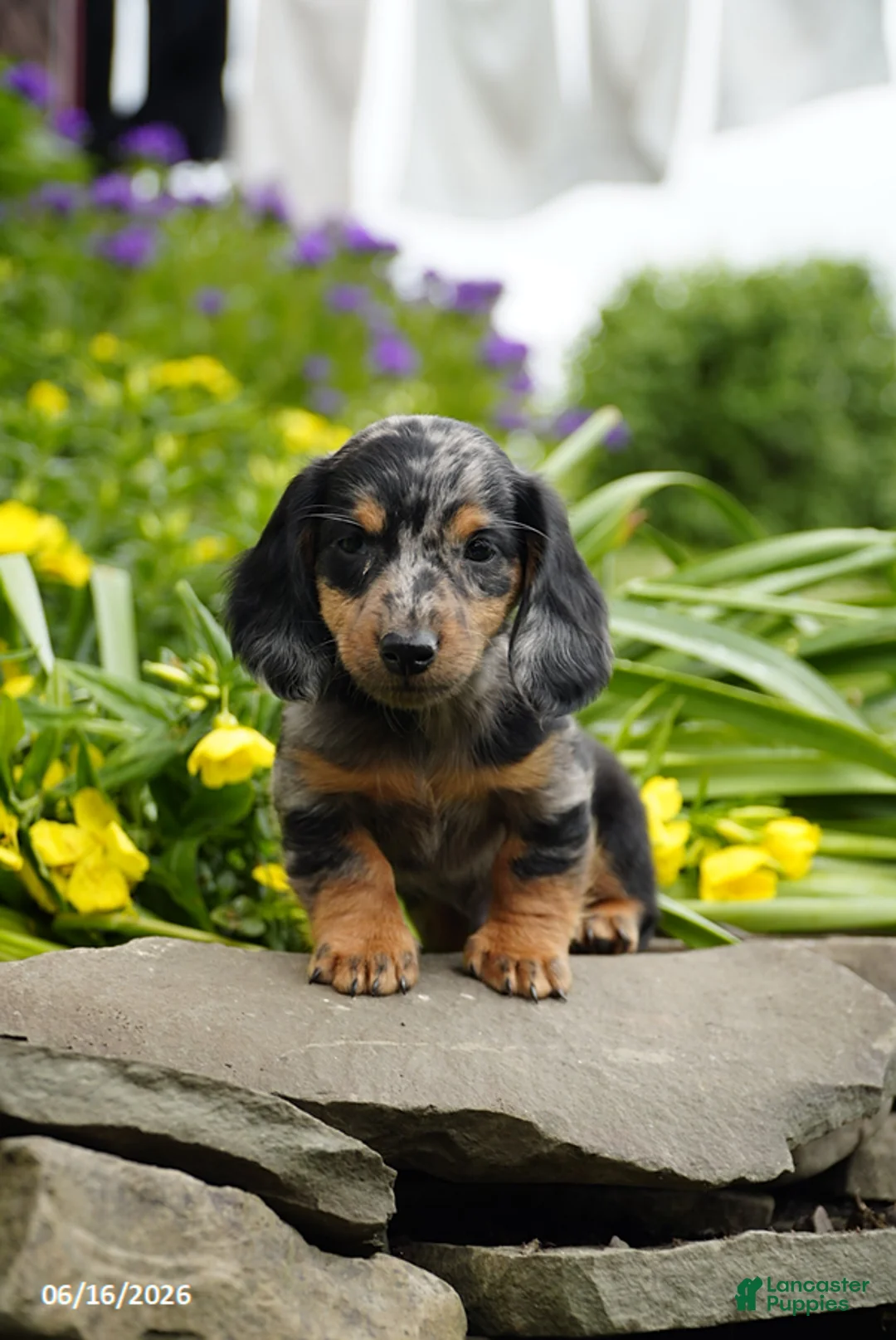 Miniature Dachshund dogs for sale: Splash - Ad 1