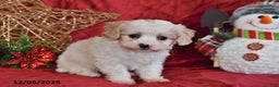 Cavachon dogs for sale: Indy Joy - Ad 3