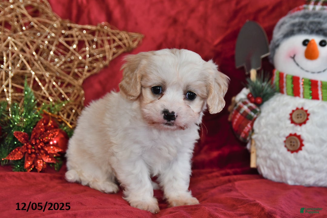 Cavachon dogs for sale: Indy Joy - Ad 3