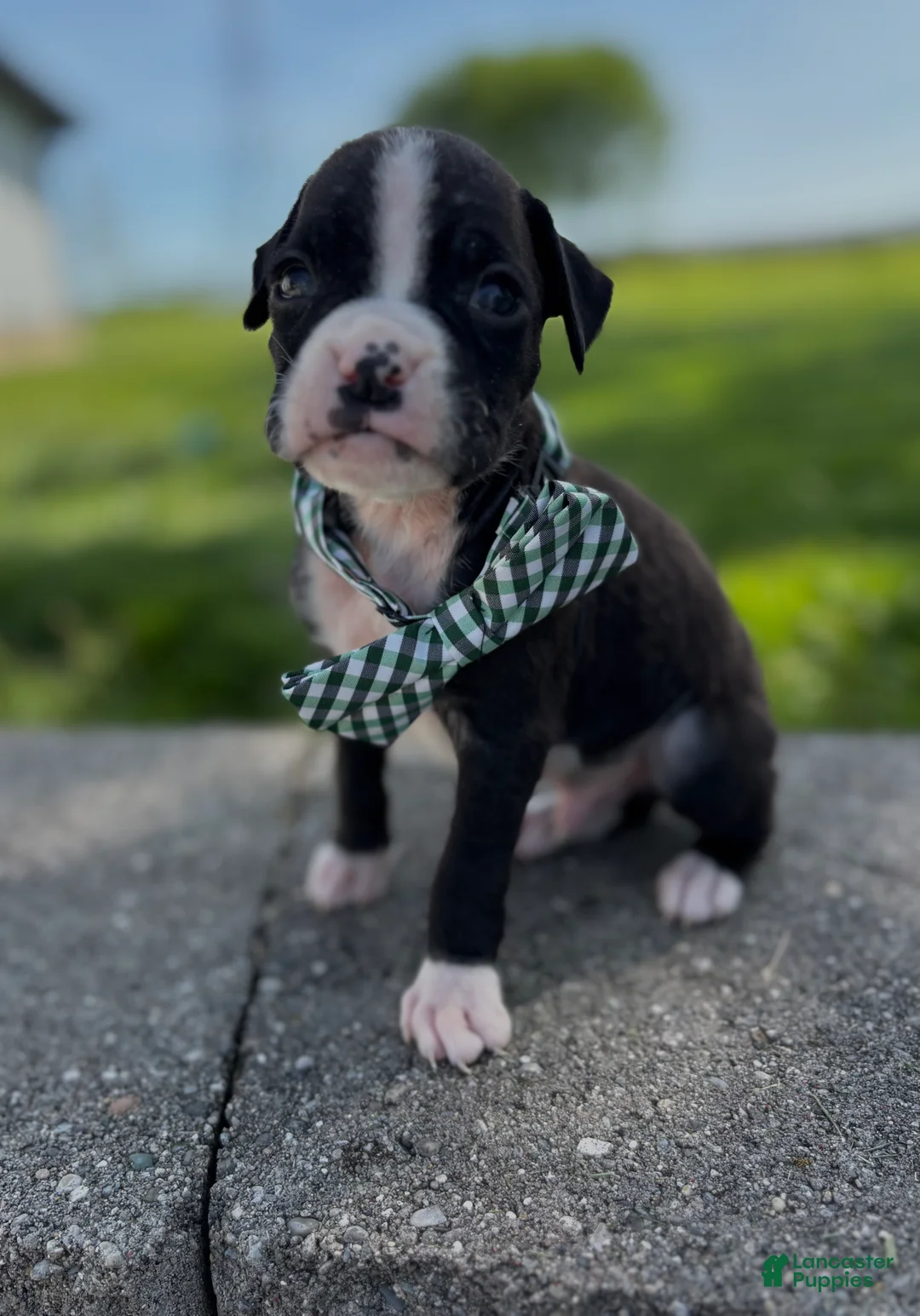 Boxer dogs for sale: Art - Ad 2