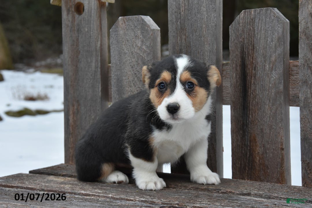 Welsh Corgi Pembroke dogs for sale: Dixion - Ad 2