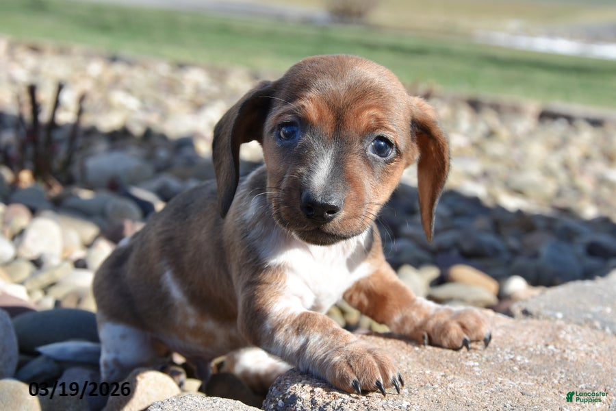 Miniature Dachshund dogs Happy - Ad 2