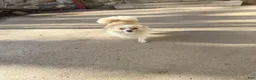 Pomeranian dogs for sale: Rudy - Ad 17