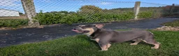 French Bulldog dogs for sale: French Bulldog 2 - Ad 10