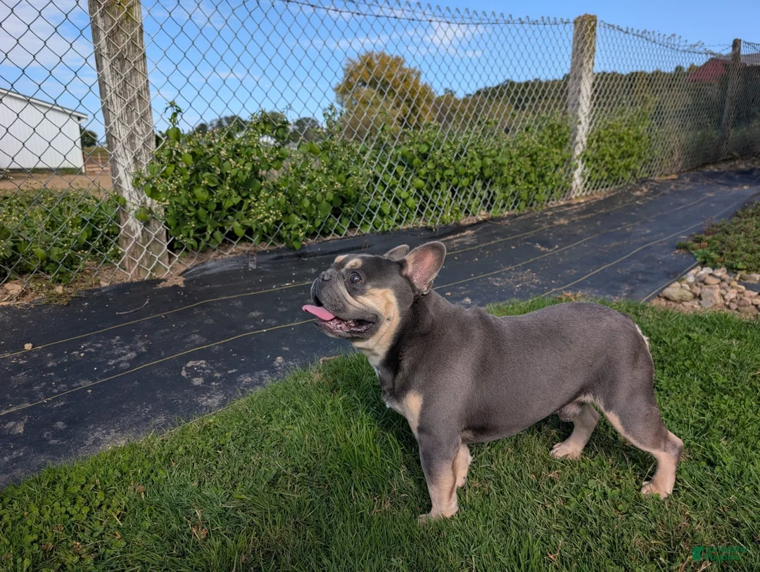 French Bulldog dogs for sale: French Bulldog 2 - Ad 10
