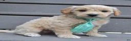 Mini Goldendoodle dogs for sale: Mini George - Ad 6