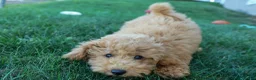 Mini Goldendoodle dogs for sale: MAX - Ad 10