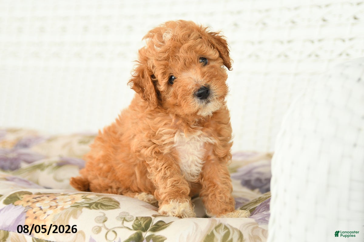 Miniature Poodle dogs Asher - Ad 1