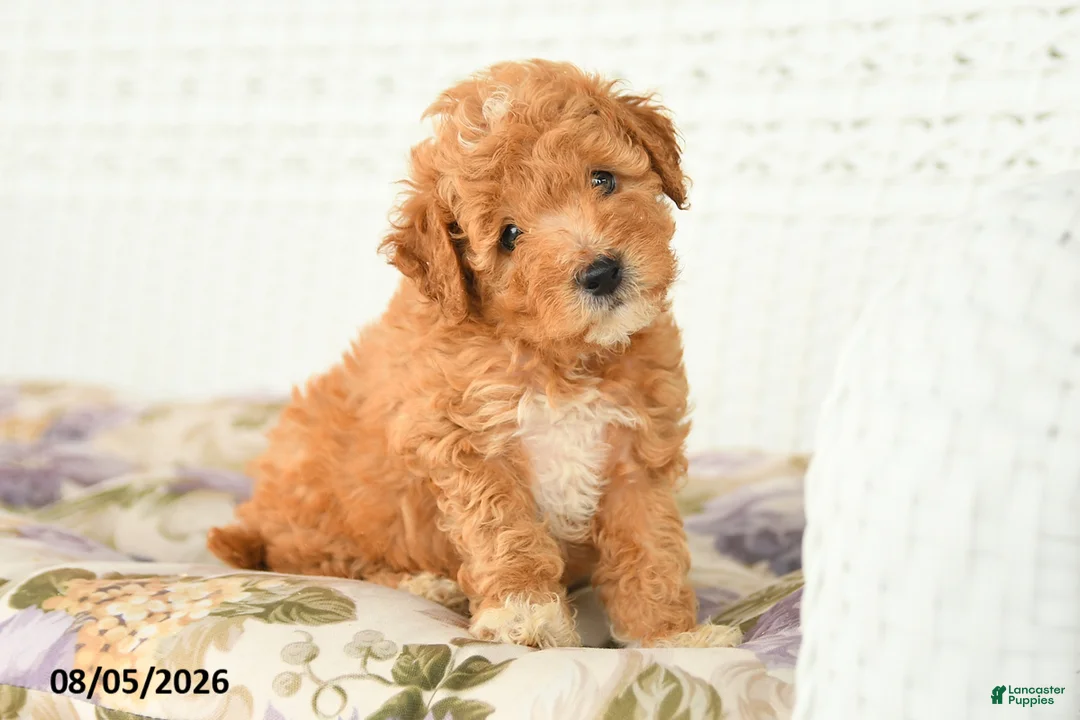 Miniature Poodle dogs for sale: Asher - Ad 1