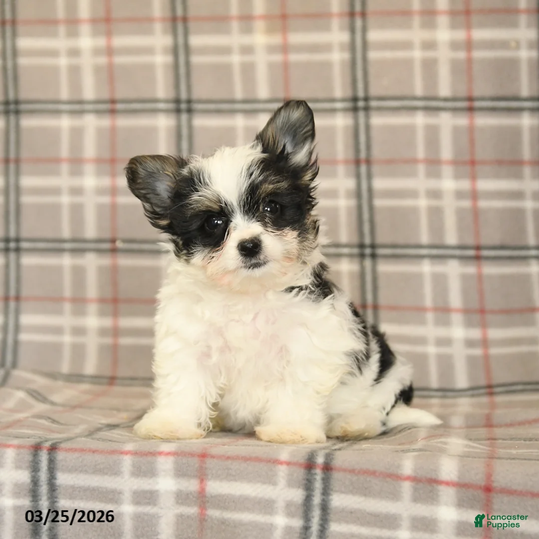 Morkie dogs for sale: Buddy - Ad 1