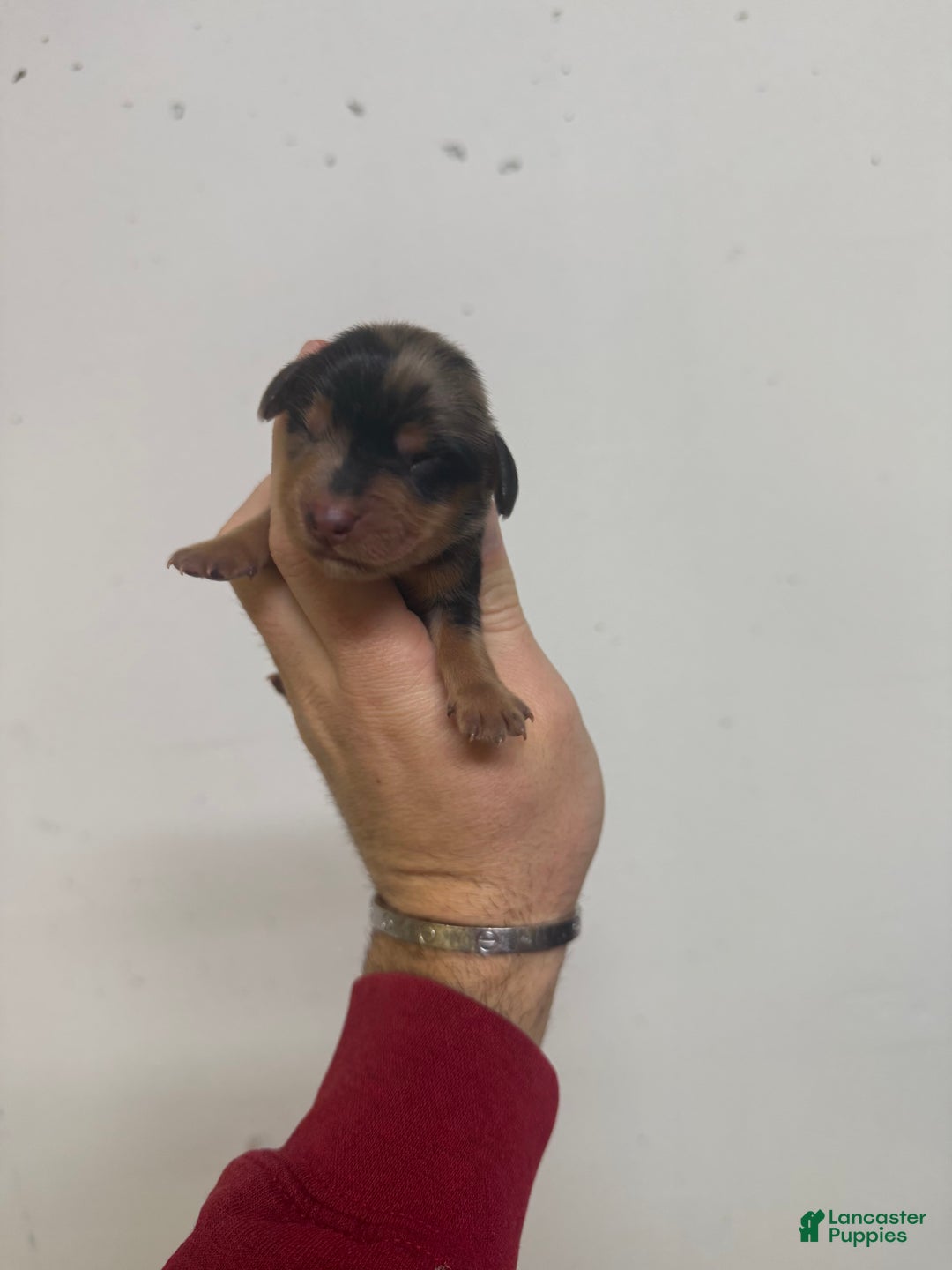 Miniature Dachshund dogs for sale: Charley LH  - Ad 2