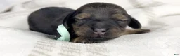 Miniature Dachshund dogs for sale: Coca-cola - Ad 3
