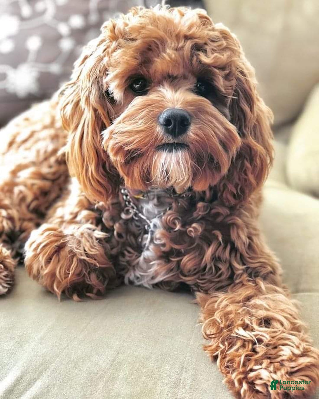 Gallery Image {{count}}