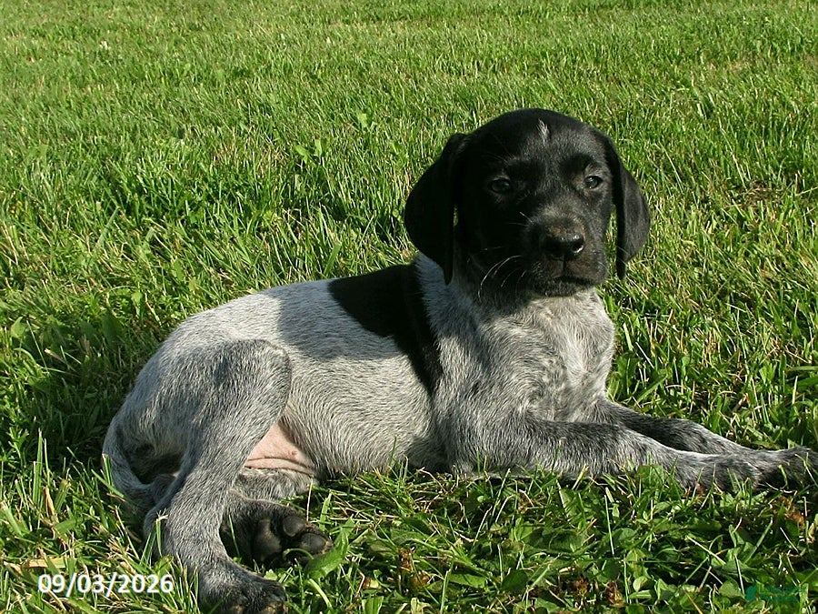 German Shorthaired Pointer dogs Honey - Ad 2