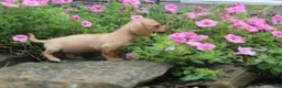 Miniature Dachshund dogs for sale: Ziggy - Ad 4