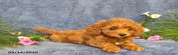Cavapoo dogs for sale: Tucker - Ad 5