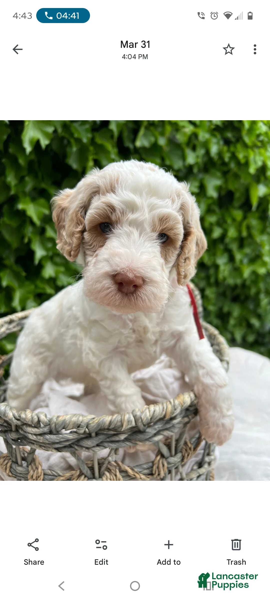 Australian Labradoodle dogs for sale: Australian Labradoodle Puppy 5 - Ad 7
