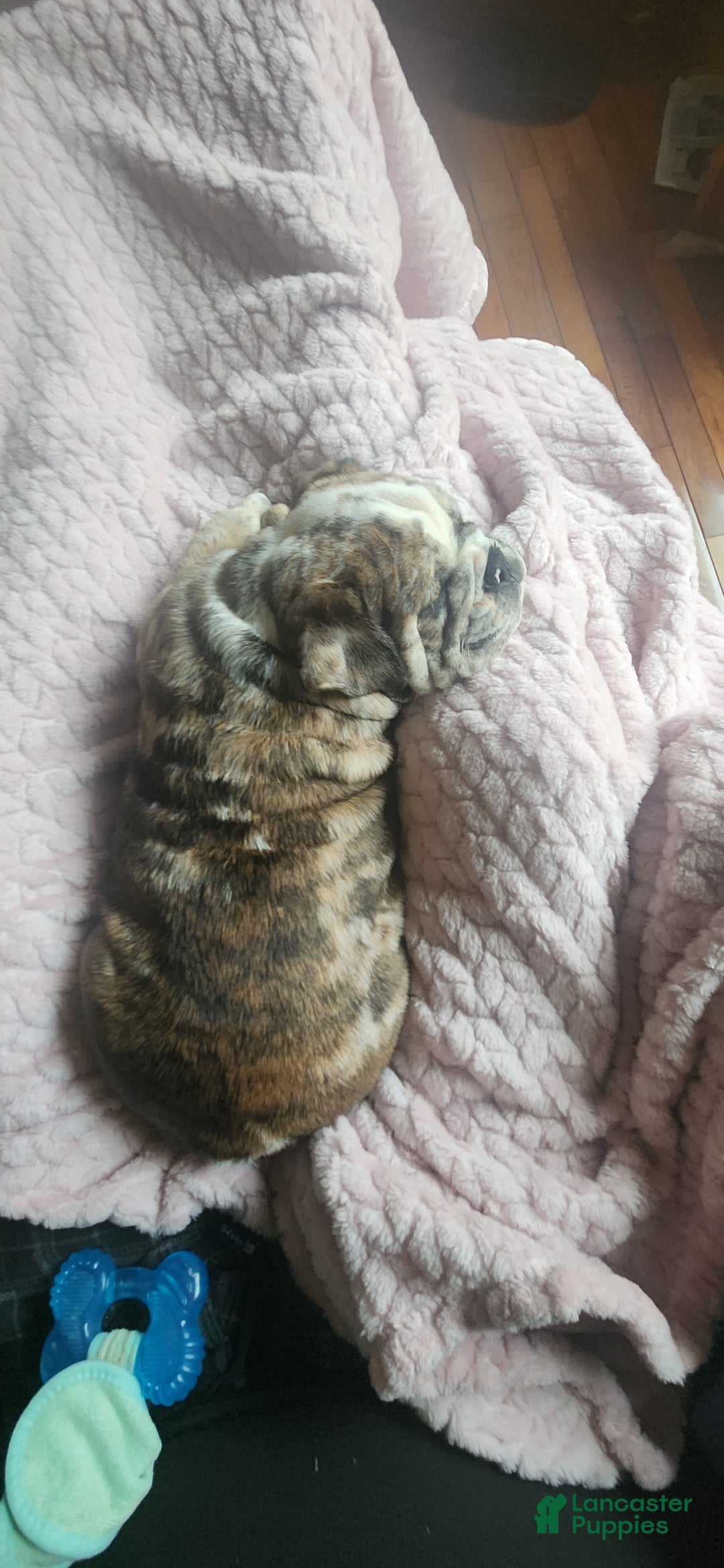 English Bulldog dogs for sale: English Bulldog Puppy - Ad 8