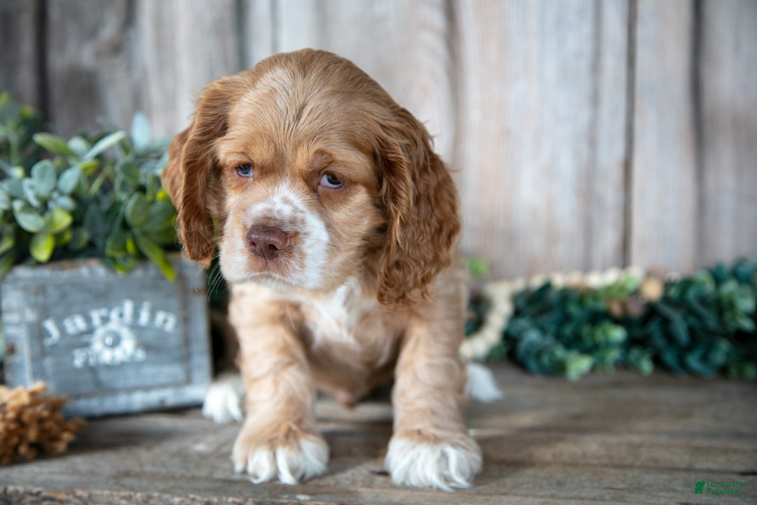 Cocker Spaniel dogs for sale: Damien - Ad 3