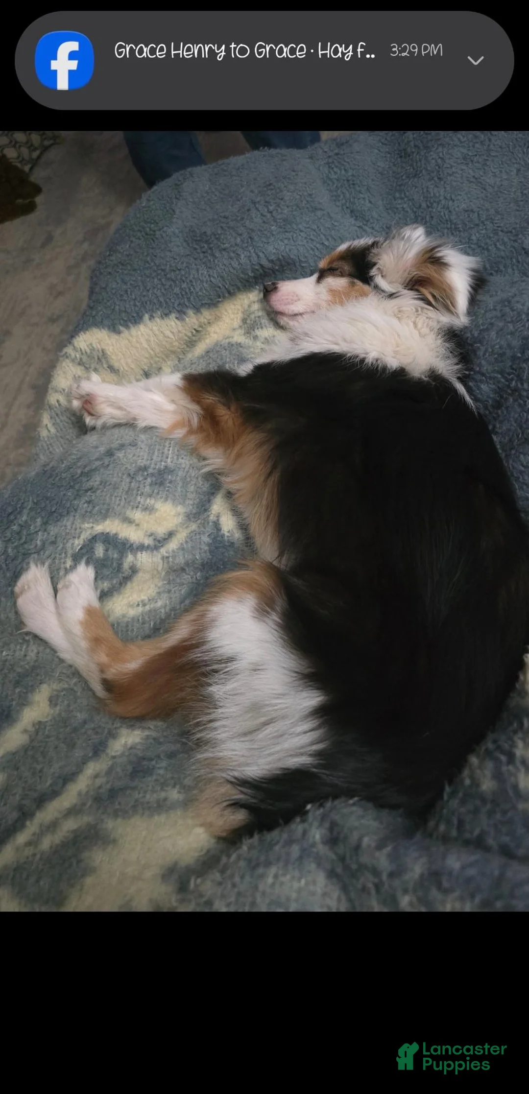 Aussiedoodle dogs for sale: Aussiedoodle 2 - Ad 7