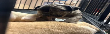 American Bully Puppy 1