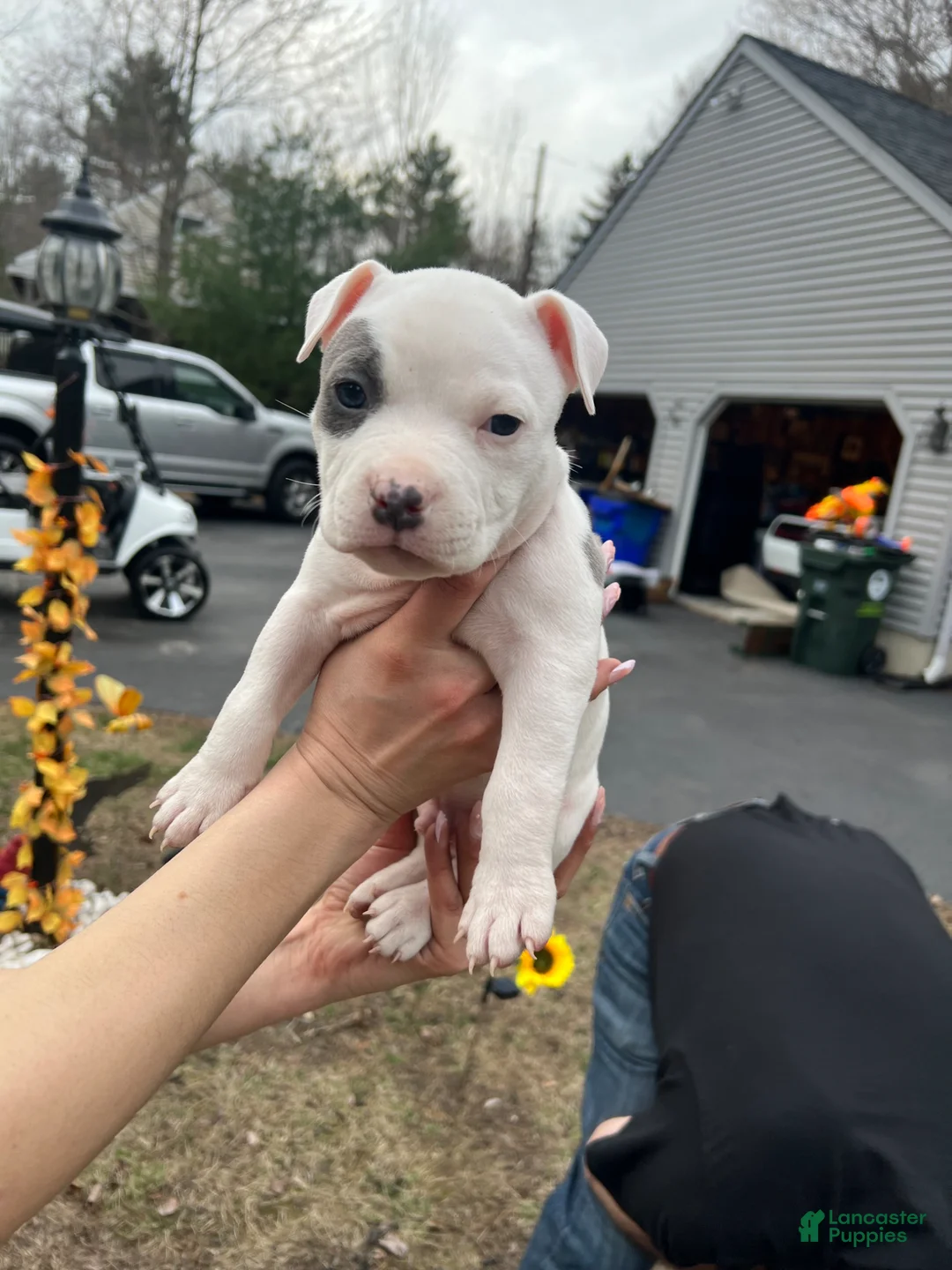 American Bully dogs for sale: American Bully Puppy 4 - Ad 1