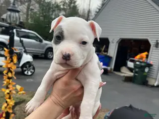 American Bully dogs American Bully Puppy 4 - Ad 11