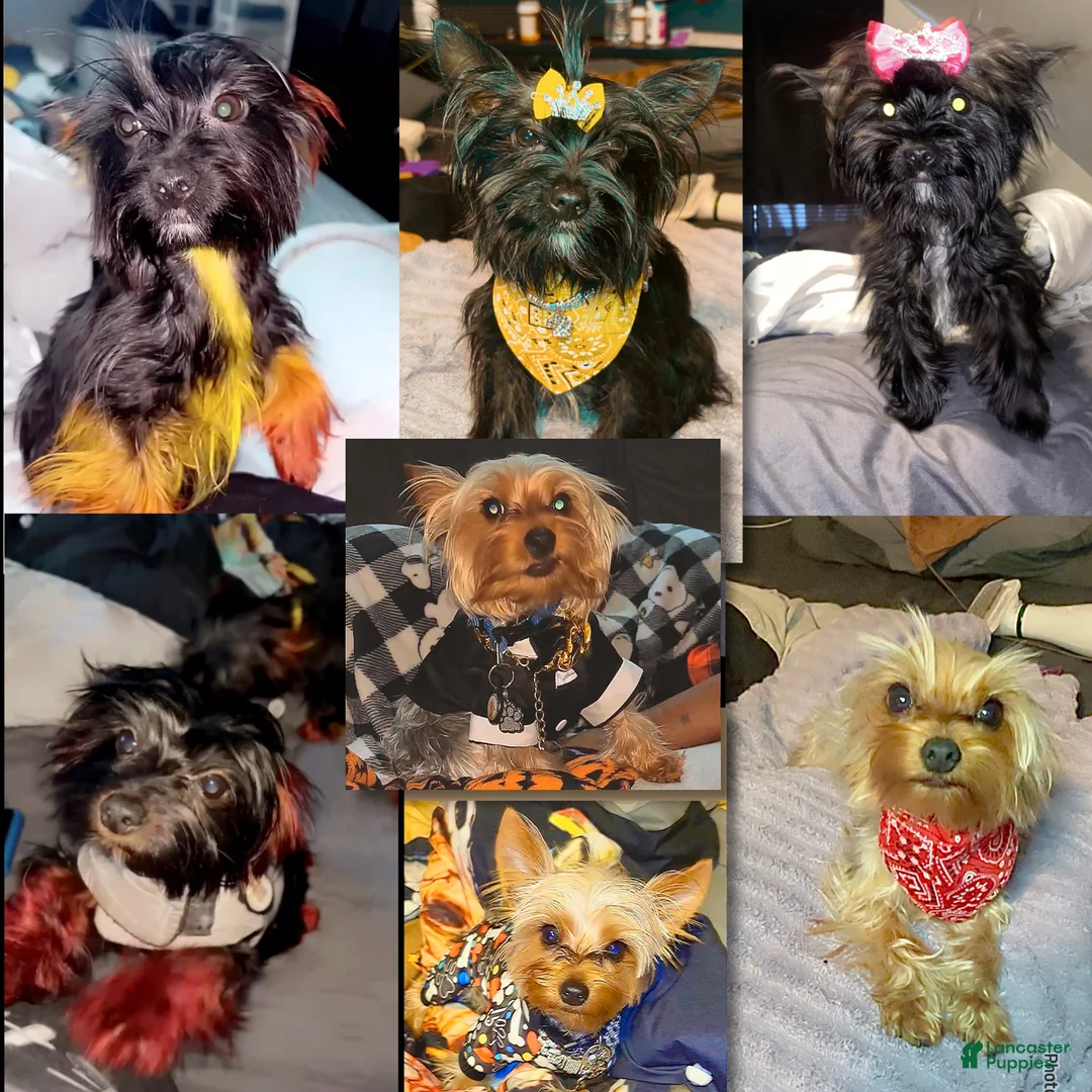 Yorkshire Terrier dogs for sale: Yorkshire Terrier Puppy 3 - Ad 2