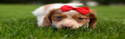 Miniature Dachshund dogs for sale: OSCAR - Ad 8