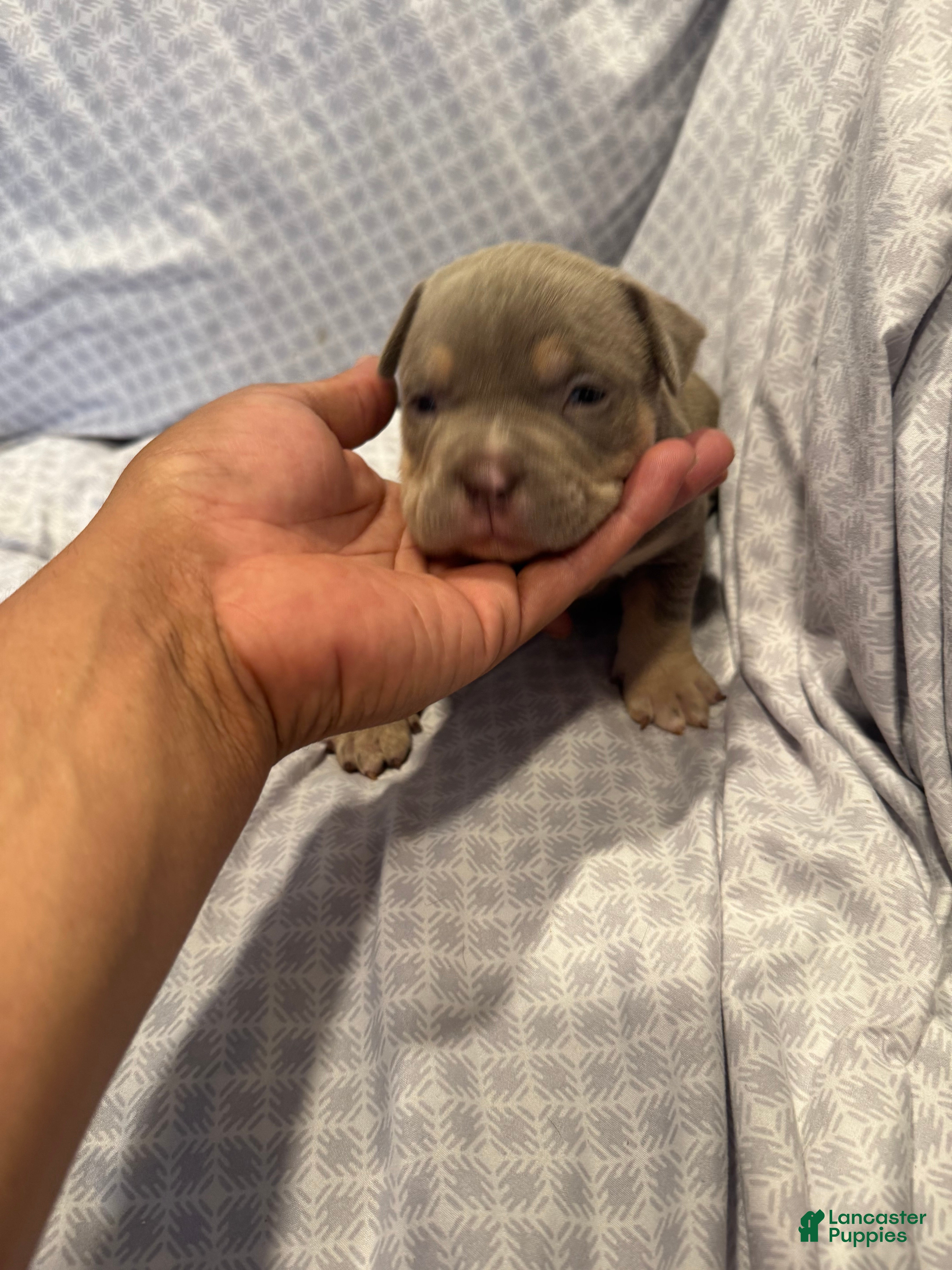 American Bully dogs American Bully Puppy 5 - Ad 1