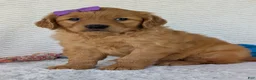 Golden Retriever dogs for sale: Miss Millie  - Ad 16