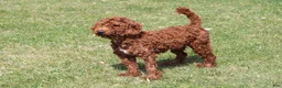 Labradoodle dogs for sale: Puppy - Ad 13