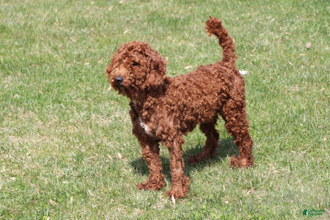 Labradoodle dogs for sale: Puppy - Ad 13