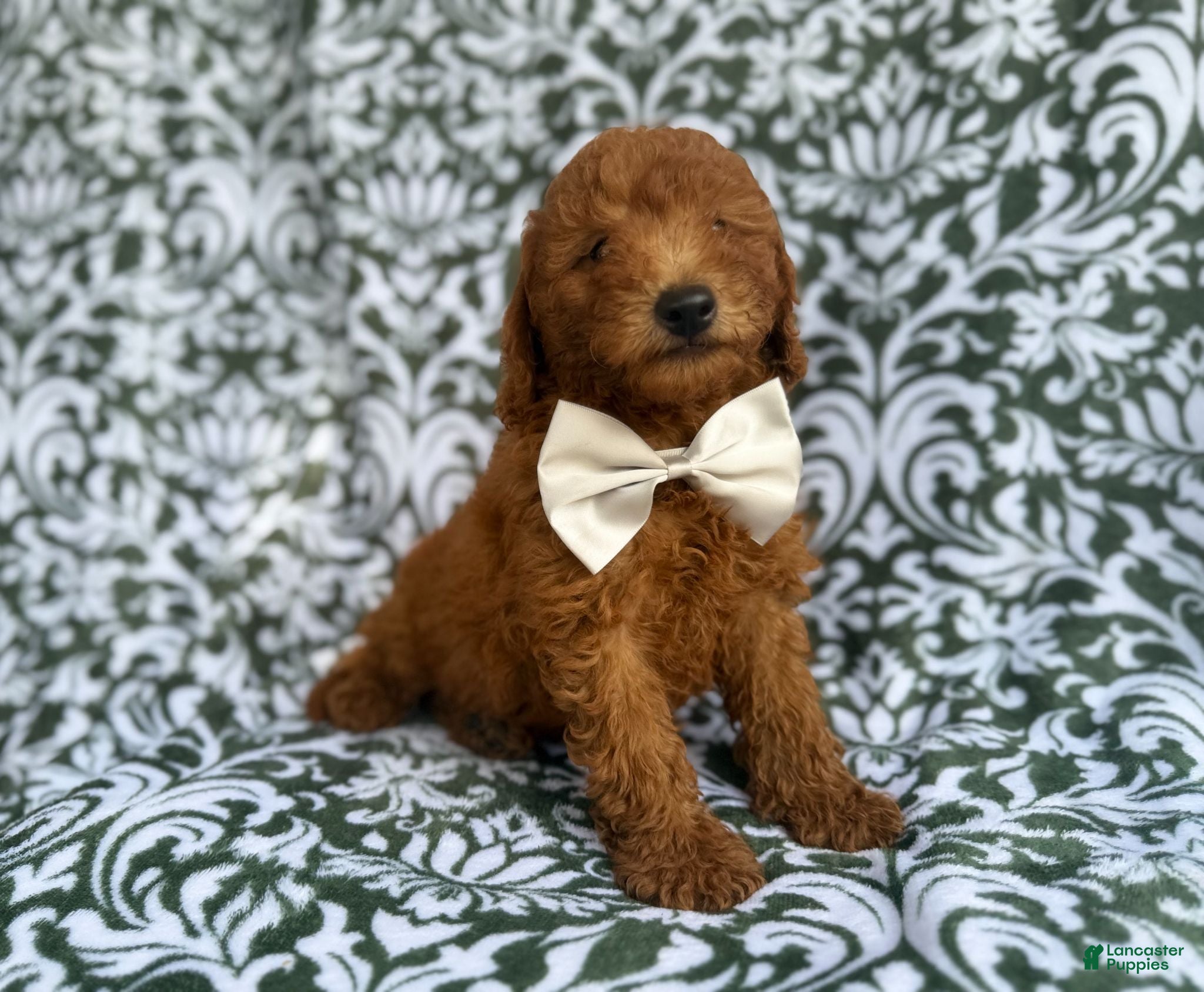 Mini Goldendoodle dogs Leon - Ad 18