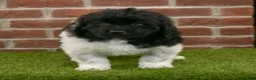 Newfoundland dogs for sale: Mason - Ad 4