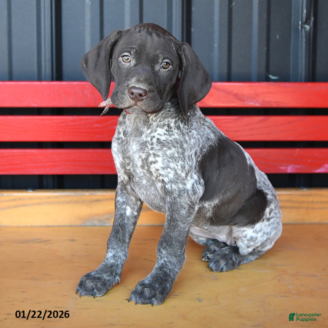 German Shorthaired Pointer dogs for sale: Rose  - Ad 1