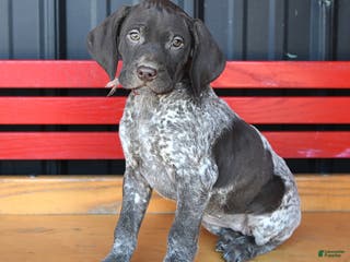 German Shorthaired Pointer dogs Rose - Ad 6