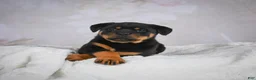 Rottweiler dogs for sale: Jewel - Ad 4