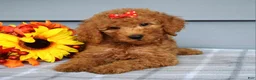 Goldendoodle dogs for sale: Oaklyn - Ad 6