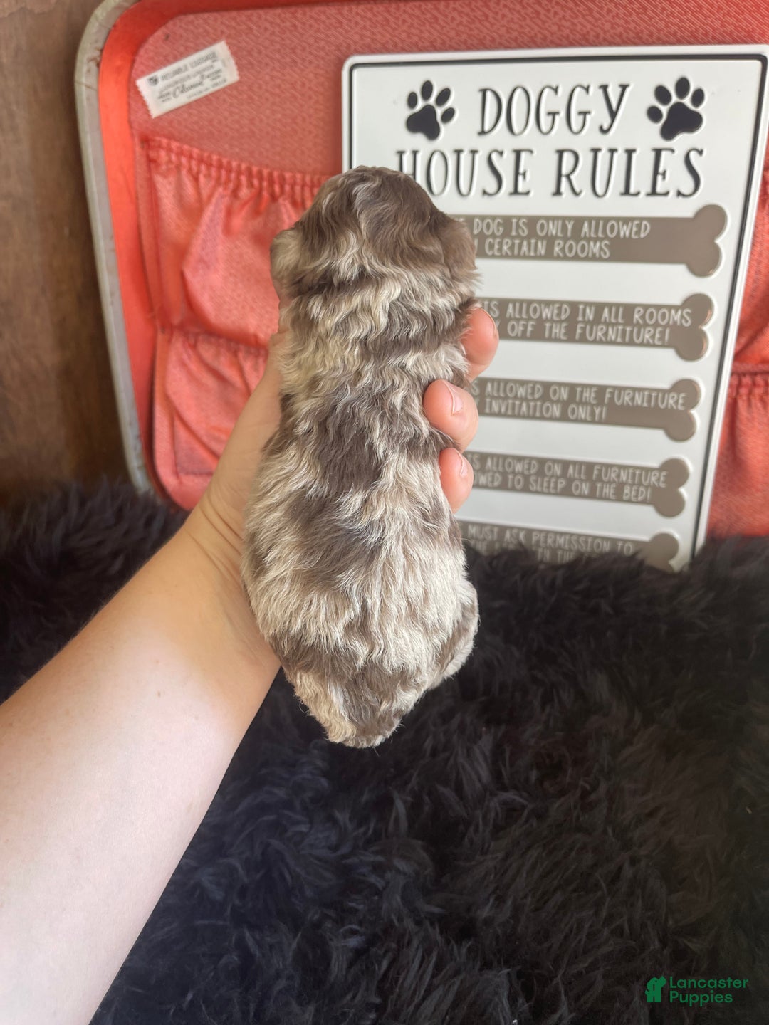 Miniature Poodle dogs for sale: Miniature Poodle Puppy 1 - Ad 15