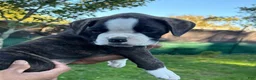 Boxer dogs for sale: Berlín  - Ad 22
