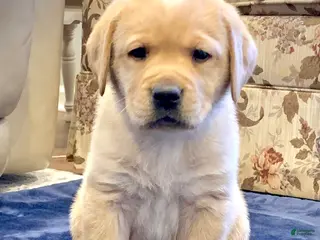 Labrador Retriever dogs Remington - Ad 14